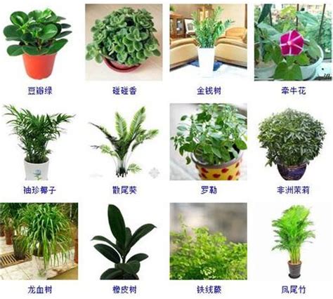 室内植物名称|100种适合室内养的植物